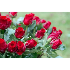 bukiet z 70 czerwonych róż