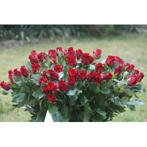70 czerwonych róż