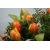 Bukiet z tulipanów. Kwiaciarnia Czerwone Korale