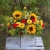 Flower box ze słoneczników